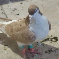 کفتر چادری هفرنگ