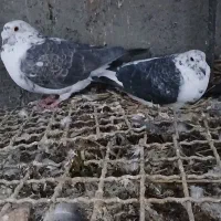 کاغذی|پرنده|سبزوار, کلاته سیفر|دیوار