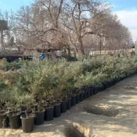 کاج ژونیپر ،جونیپروس