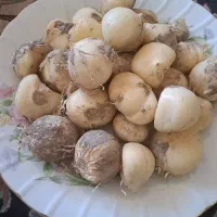 موسیر