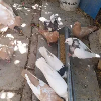 کبوتر سینه ایی وطوقی