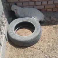 بره وبزفروشی