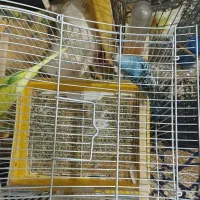 پرنده