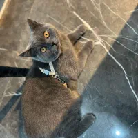 گربه اسکاتیش