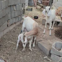 بز دو رگ سانن  درجه یک در جم