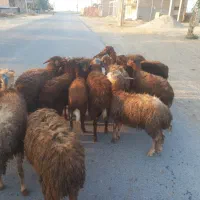 فروش|حیوانات مزرعه|آق قلا, |دیوار