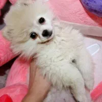 پامرین خرسی ماده