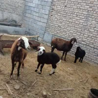 میش افشاری بره دار