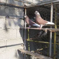 دو عدد کبوتر شمرونی