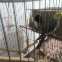 پرنده|پرنده|بم, |دیوار