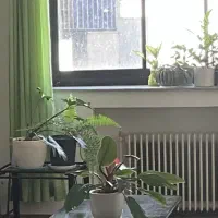 نیازمند همخانه/همخونه