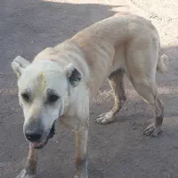 سگ کانگال