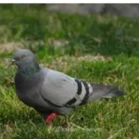 پرنده