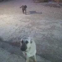 سگ فروشی