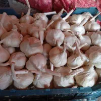 به تعدادی نیرو جهت کار در انبار سیر نیازمندیم