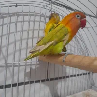 کوتوله برزیلی سرلاکی  زیبا