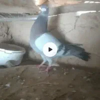 کبوتر سبز
