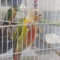 طوطی گرینچیک نرو ماده دستی