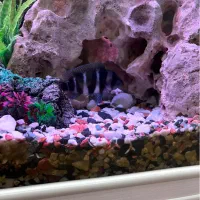 ماهی فرانتوزا.آکواریومی