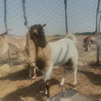 دوعدد چپش نر سالم چاق ده ماه