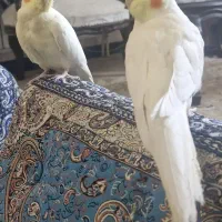 یک جفت عروس هلندی مولد