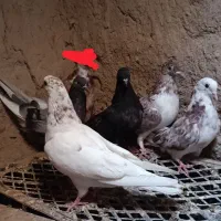 کبوتر پرشی