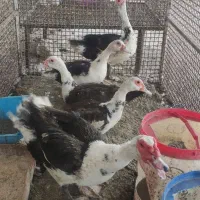 اردک اسرائیلی نر وماده