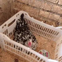 مرغ گلین جوجه