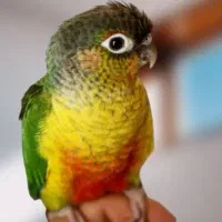 گرنچیک