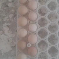 تخم شاخدار