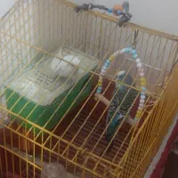 مرغ عشق