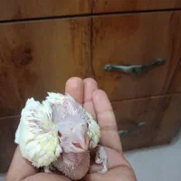 جوجه عروس هلندی سرلاکی 25روزه