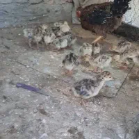 جوجه محلی وجوجه‌بوقلمون‌زیر‌مرغی‌زابلی‌اصل
