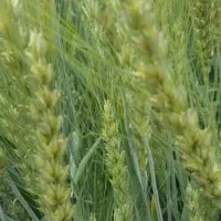 فروش-5-جریب-زمین-کشاورزی