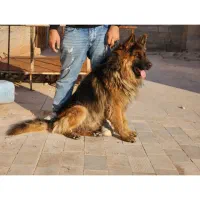 سگ ژرمن شپرد