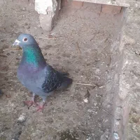 پرنده