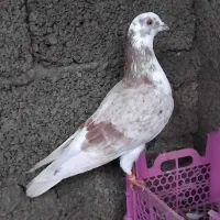 کبوتر جفت به شرط پرش