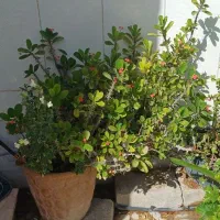 گل حیاط|گل و گیاه طبیعی|داراب, |دیوار