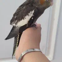 جوجه عروس هلندی