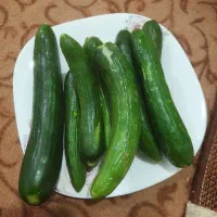 خیار خوردنی محلی بوته ای طعم مزه عالی