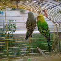 مرغ عشق ماده دوساله و یک ماهه