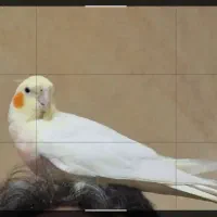گم شده