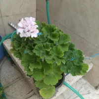 گل با شکوفه های زیبا