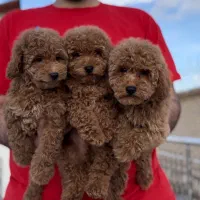 پودل عروسکی نروماده رد