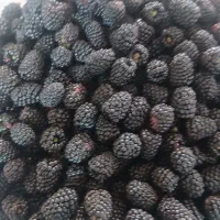 تمشک جنگلی تازه چین
