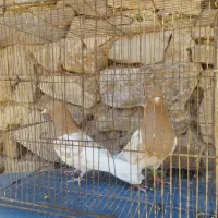 کبوتر کفتر طوقی کله