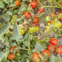 گوجه فله