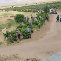 کارگرساده درباغ پسته