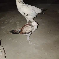 مرغ و جوجه خروس نصل دار