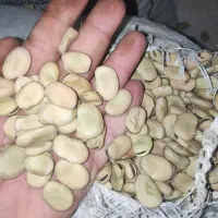 باقله باقلا